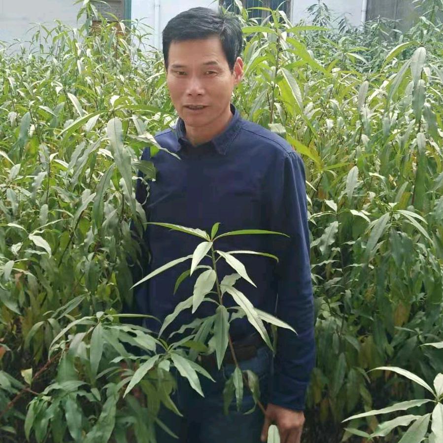 皖秋冬桃