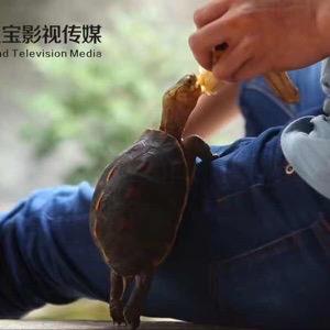 爱龟的-燊和黄缘