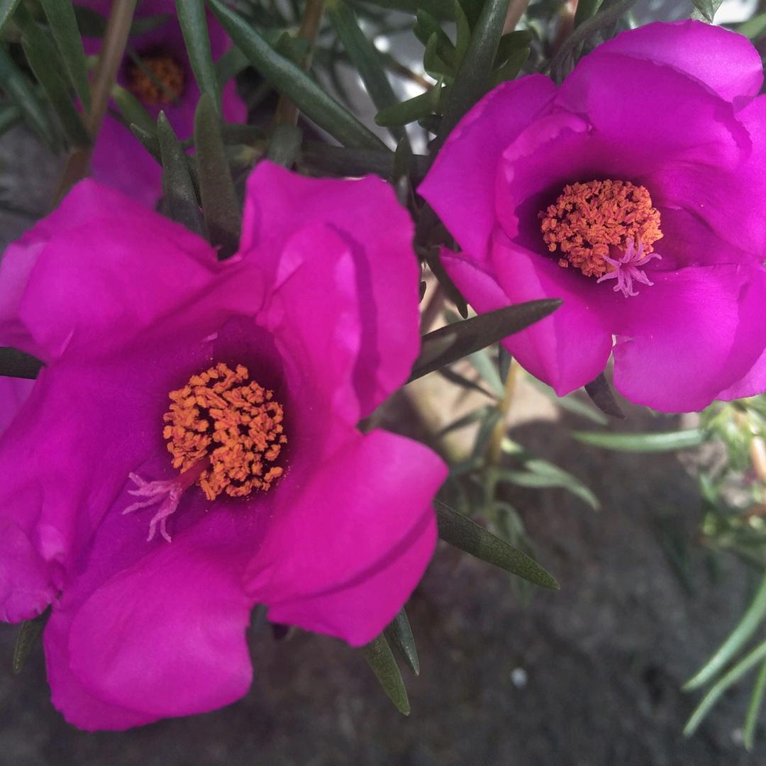 💕 ❧⁵²⁰上夏结何🕊꧔