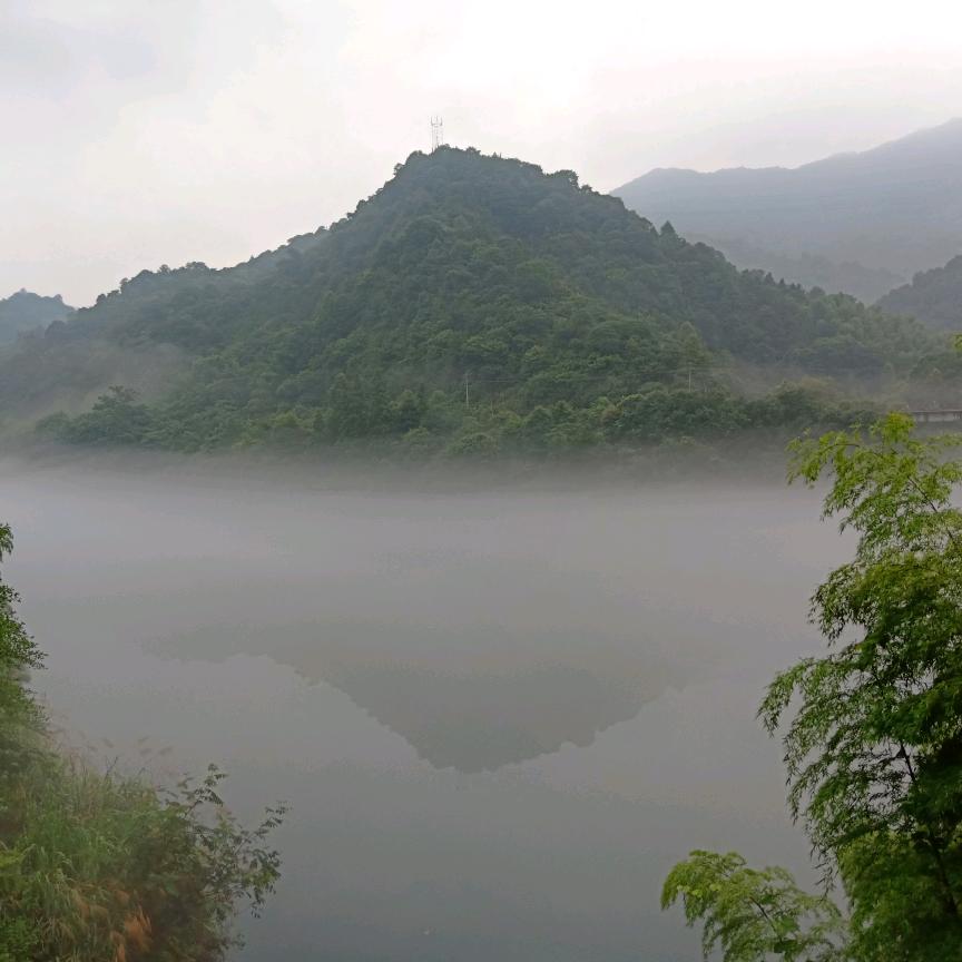 格桑花