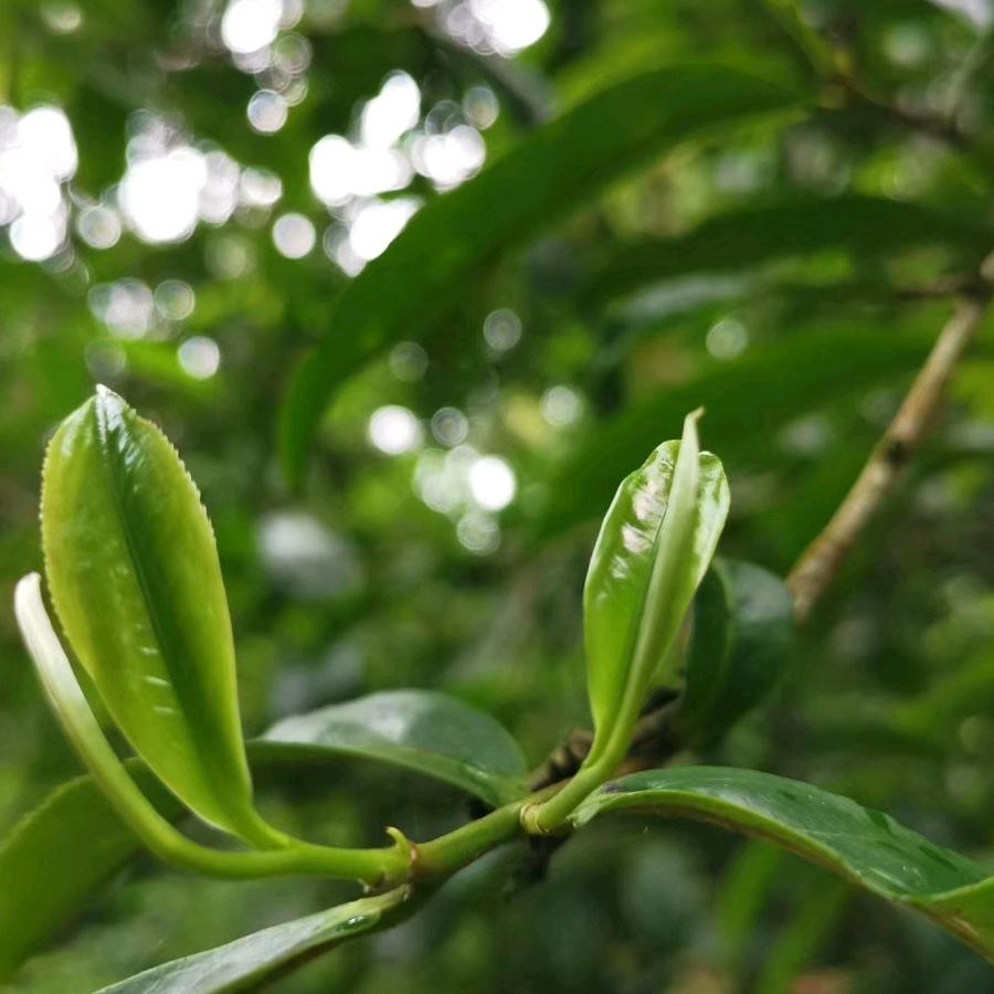 勐海佰顺茶业