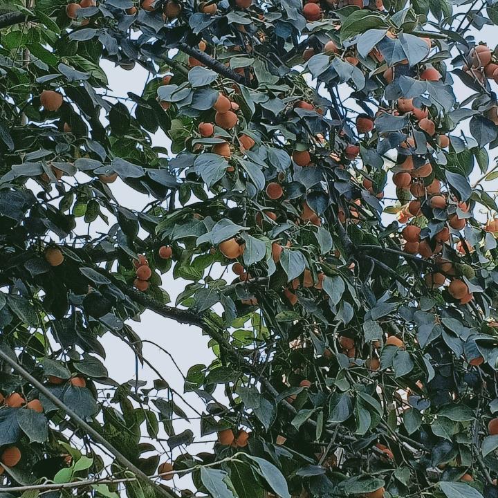 平平淡淡是福