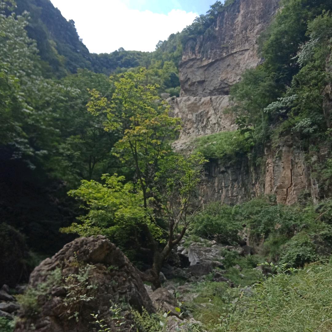 飞龙