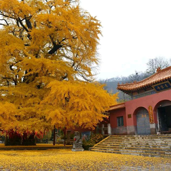 夜空中最亮的星