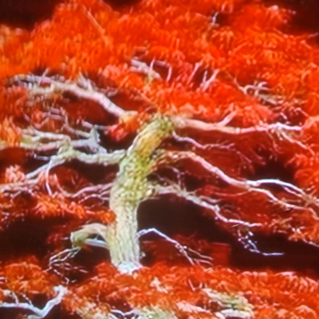 平平安安董彭心