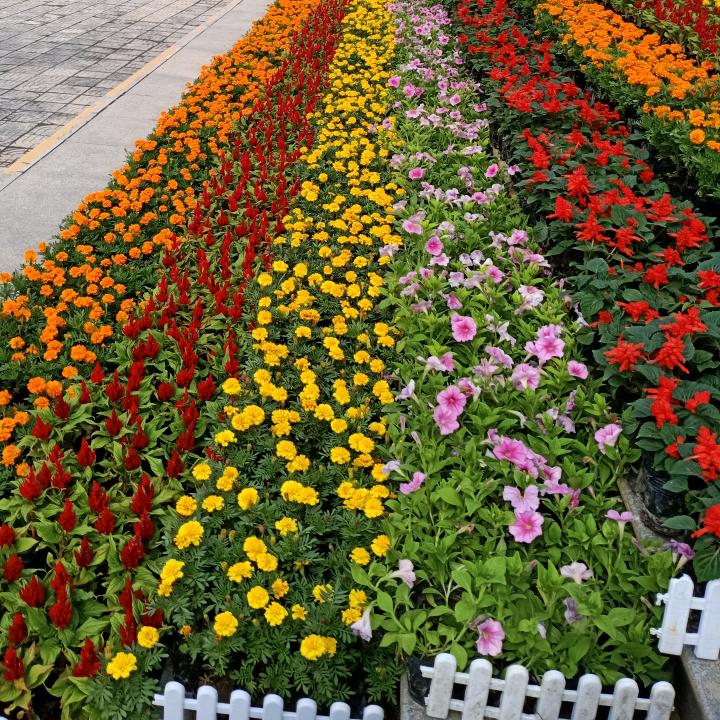向日葵🌻