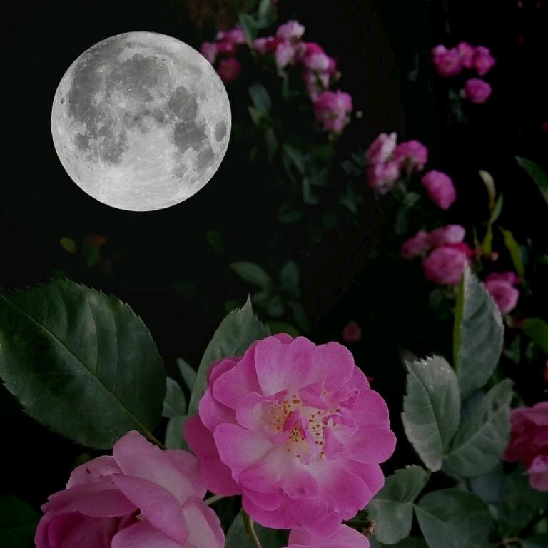沂蒙老汉