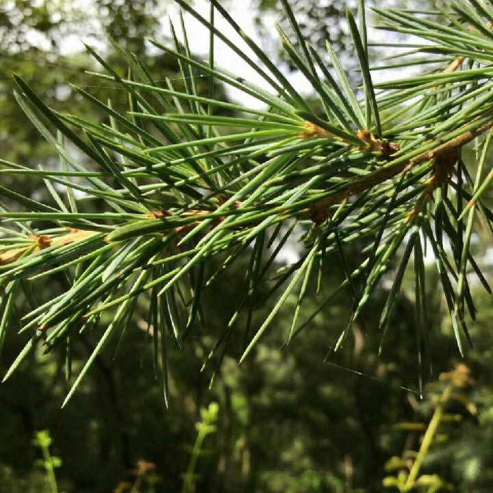 高价收片树，退林还耕树，清地树，各种树木