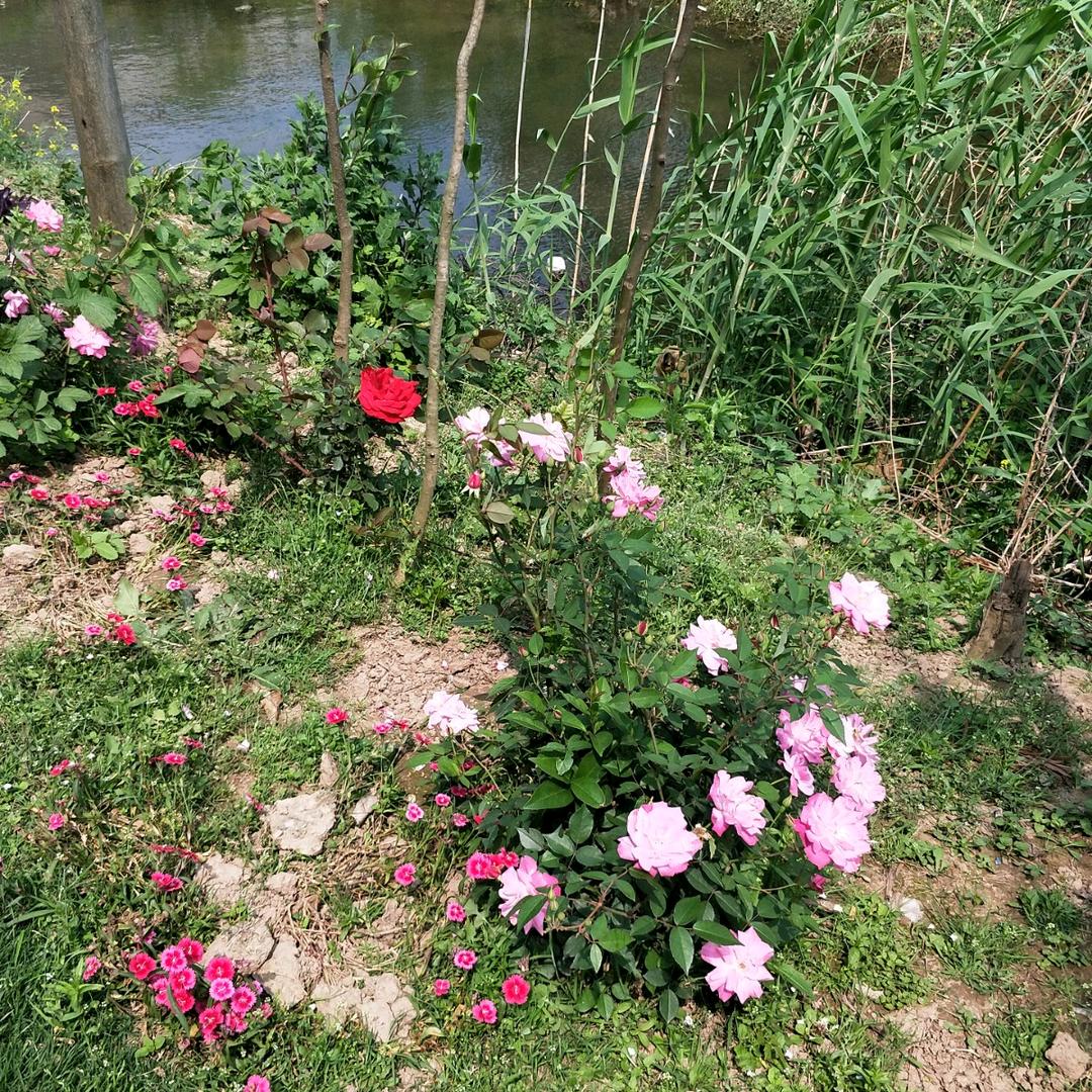 徐平香