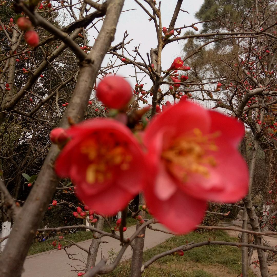 荷花🌹
