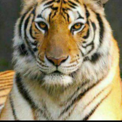 老虎铭鑫不锈钢铝合金制作市政工程有限公司