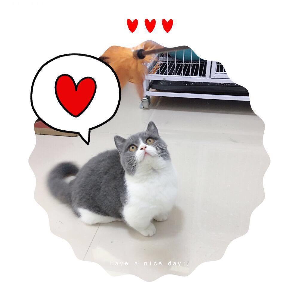 奇乐宠物生活用品