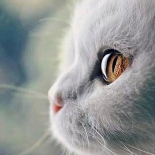 粉红波点猪小妹