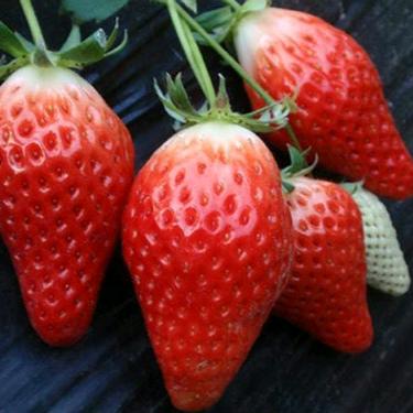 刚子草莓🍓