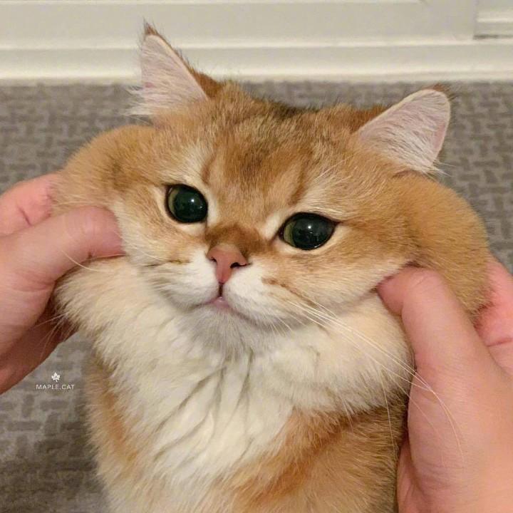 L-噬层体（见过权志龙版）