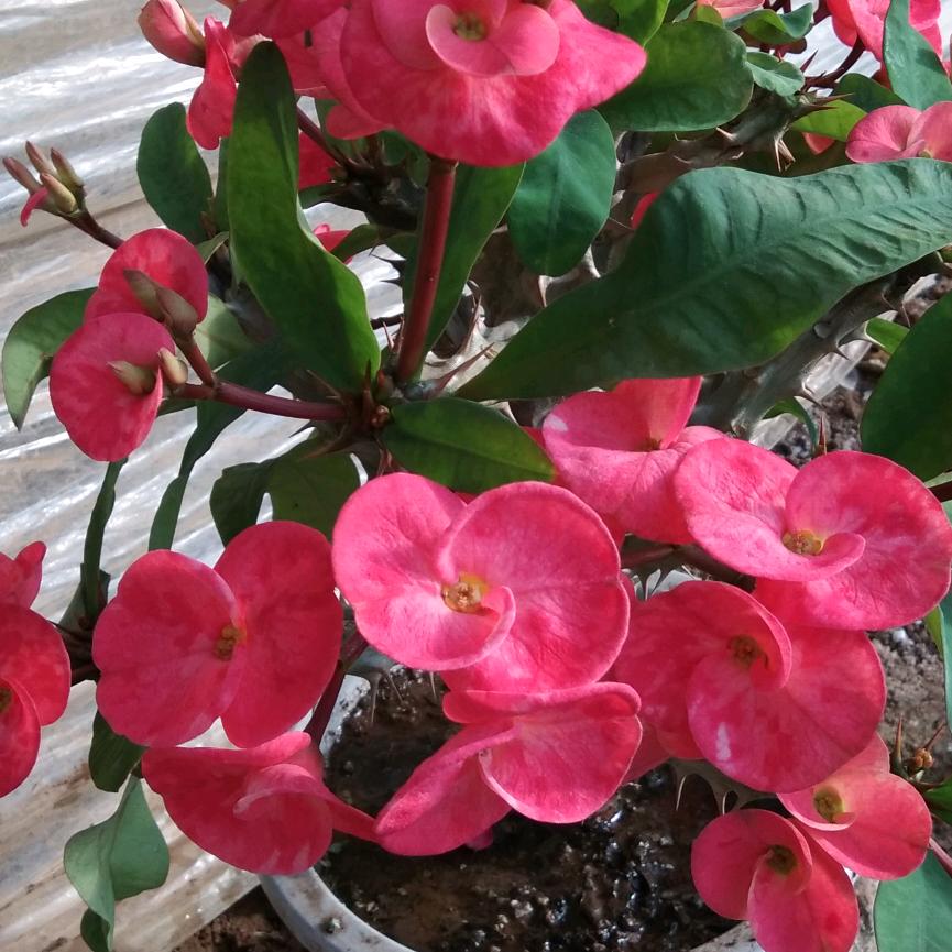 吉祥福