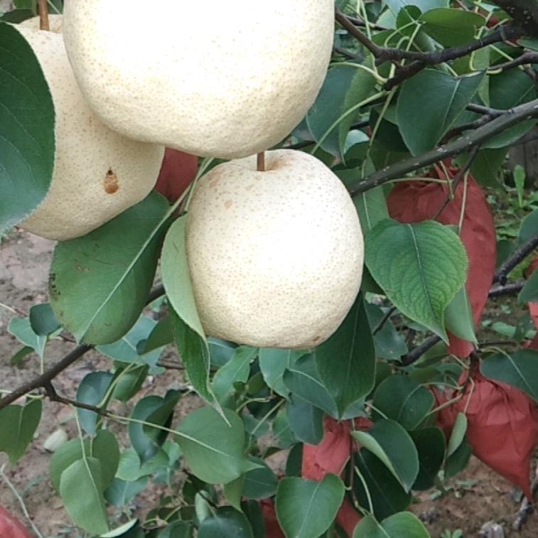 幸福