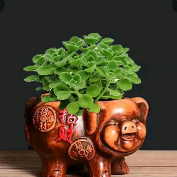 幸运星来喽