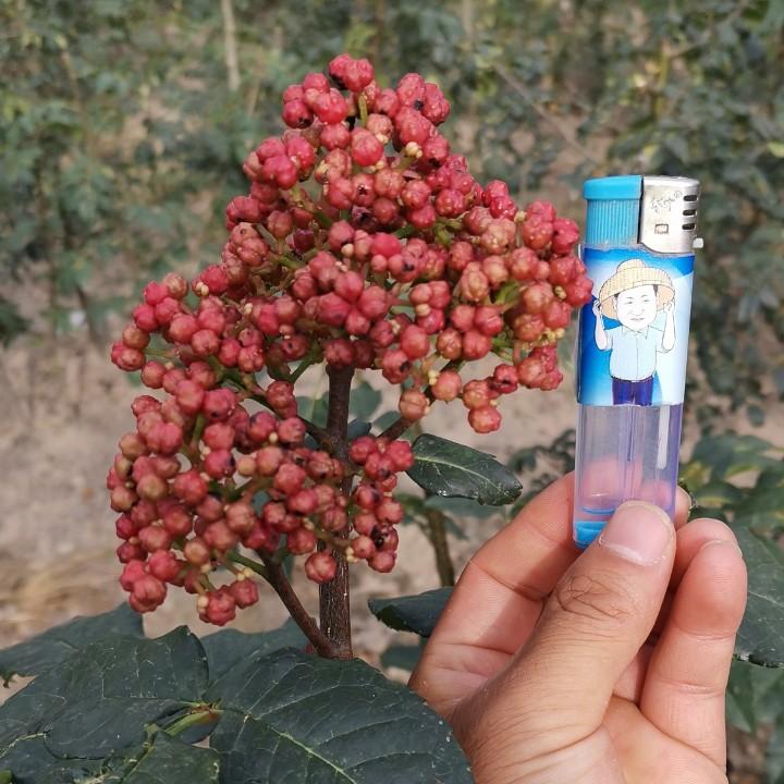 椒管家（金权无刺花椒)