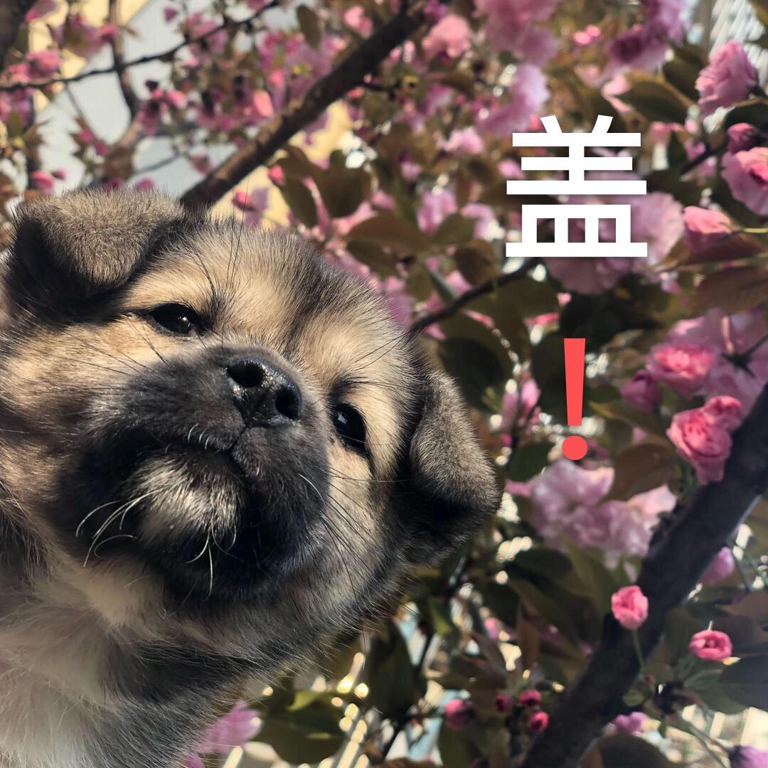 什么当当当