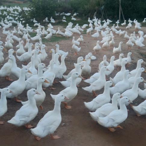 养鸭个