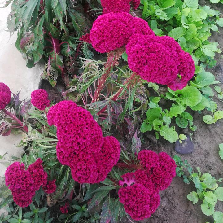 信阳诚信（跳舞美）