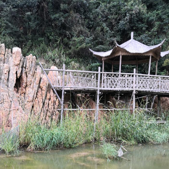 长毛出门发