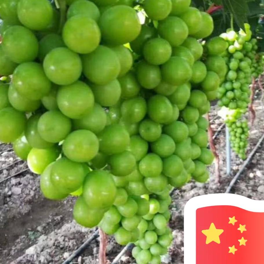 川（义门陈）鹏