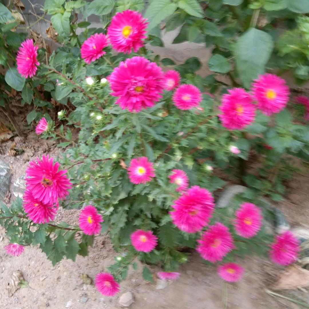 梅兰竹菊拒私聊