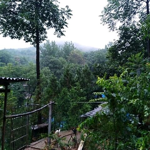 明根瑞康散养鸡