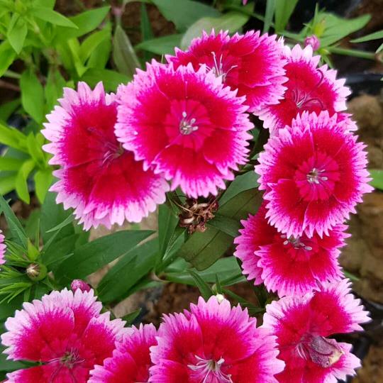 白兰花