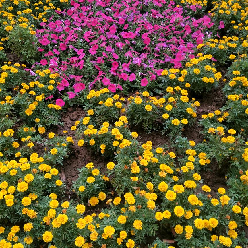 日落西山你不陪，