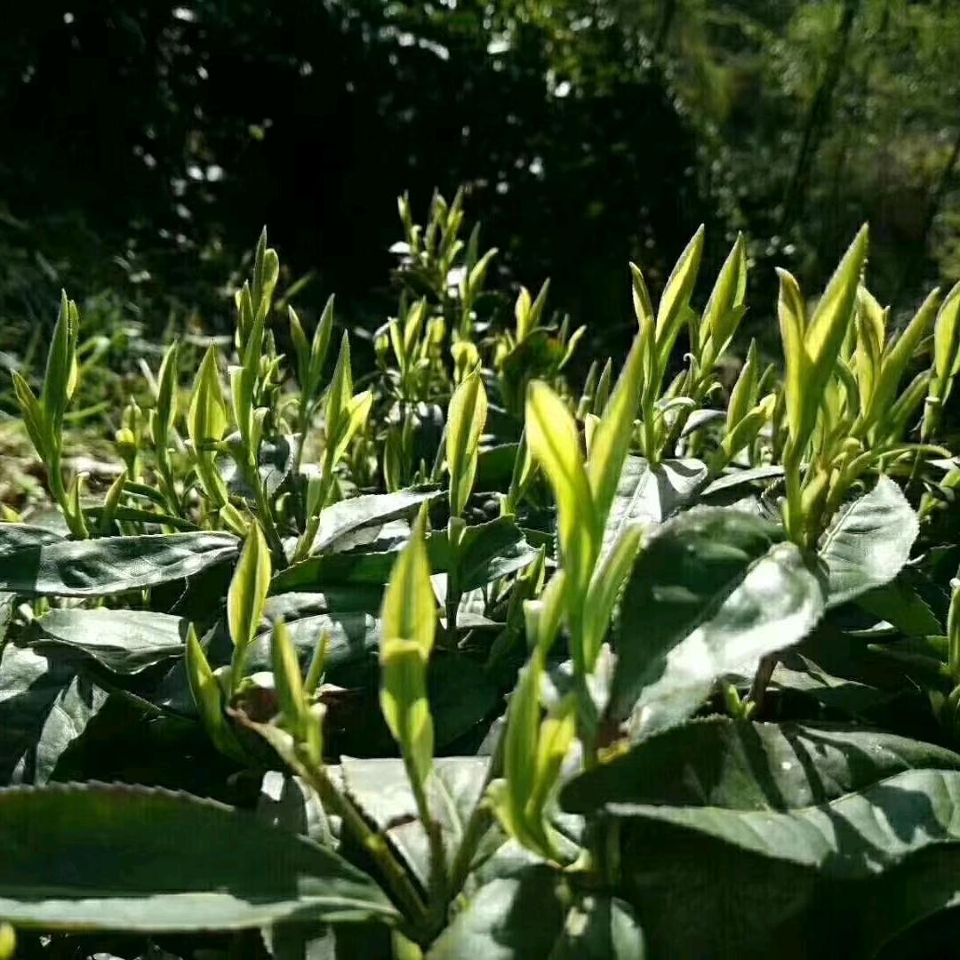 杨家冲农林合作社-大东