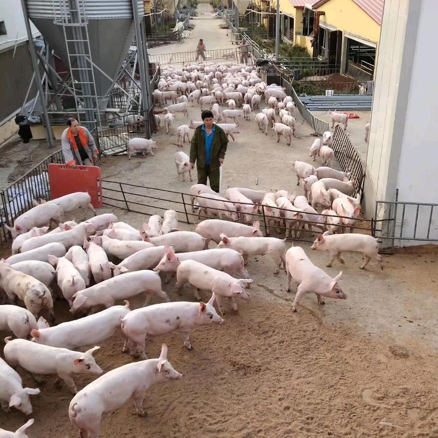 80后养猪人