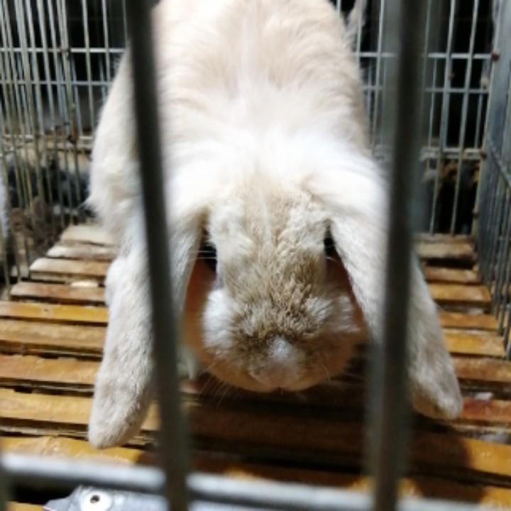 崔天豪