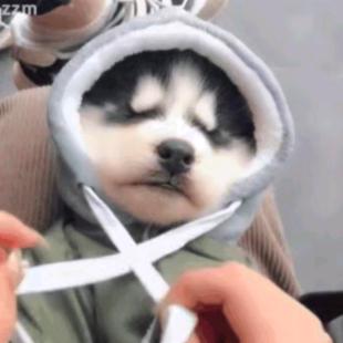 绿豆子王二狗