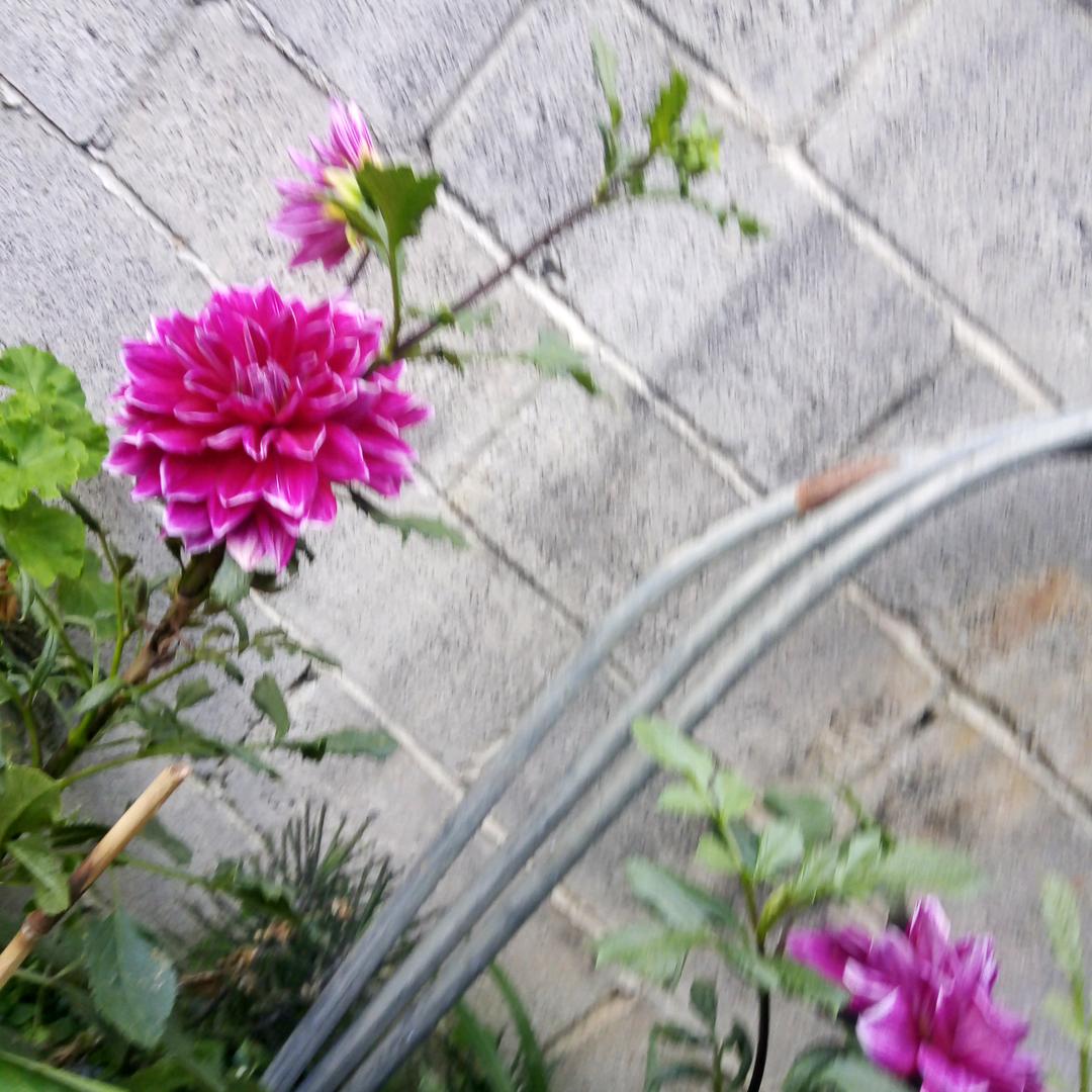 绣球花