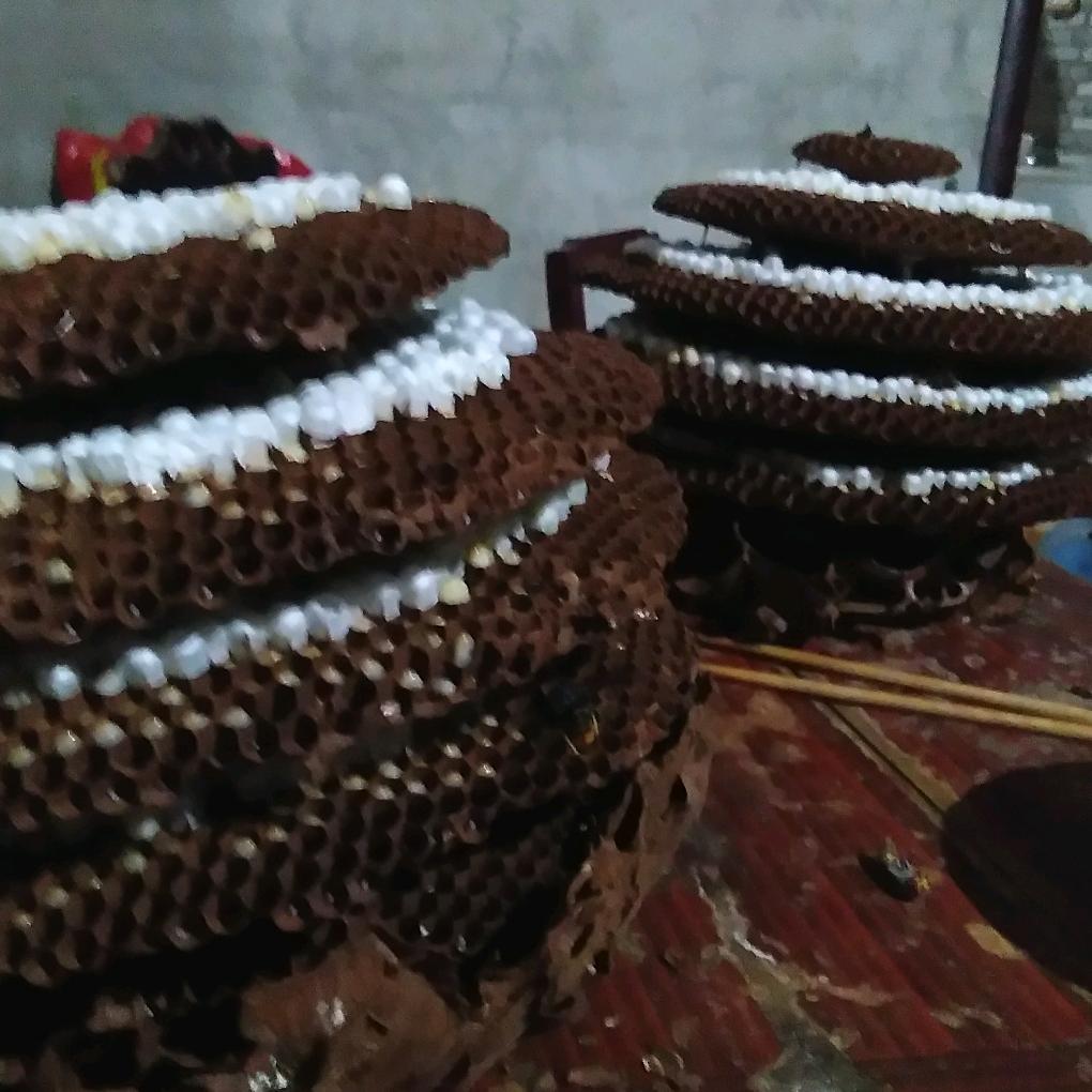 福荣蜂业之蜂蛹争霸赛