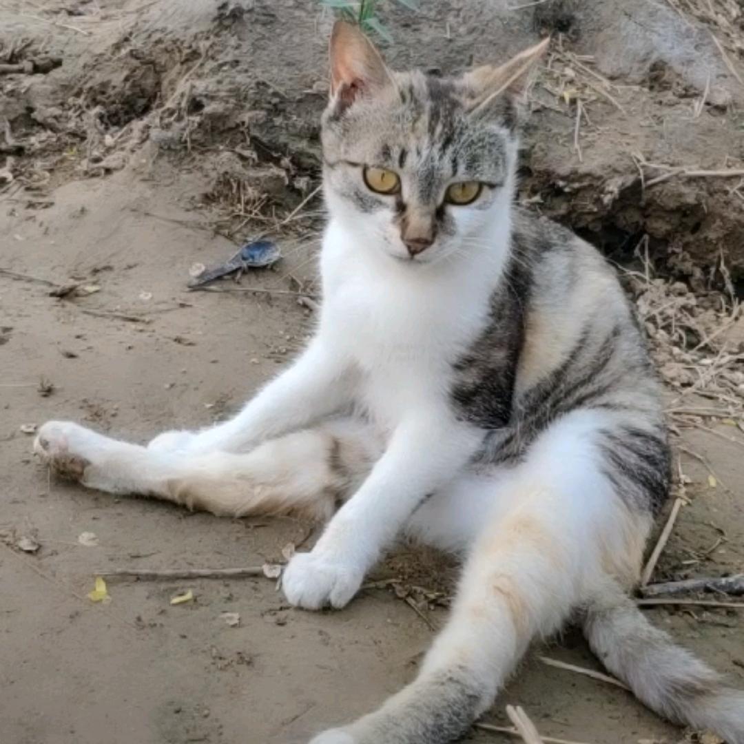 🐱有鱼^_^