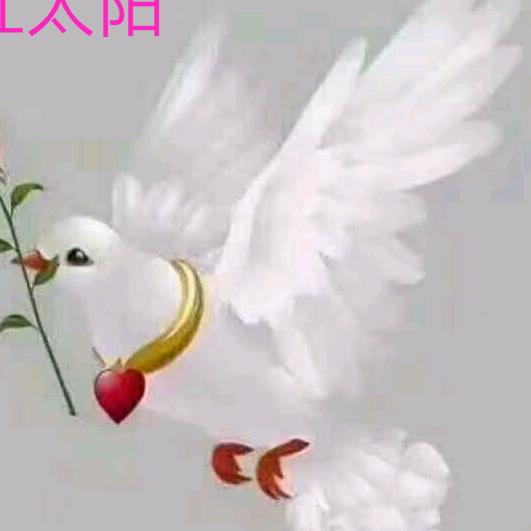 心中的红太阳