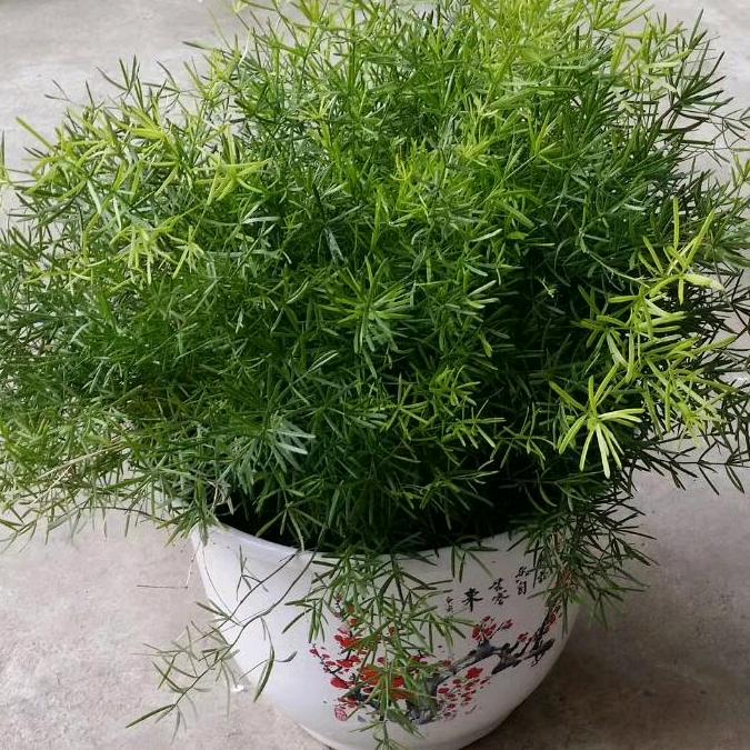 依然有梦