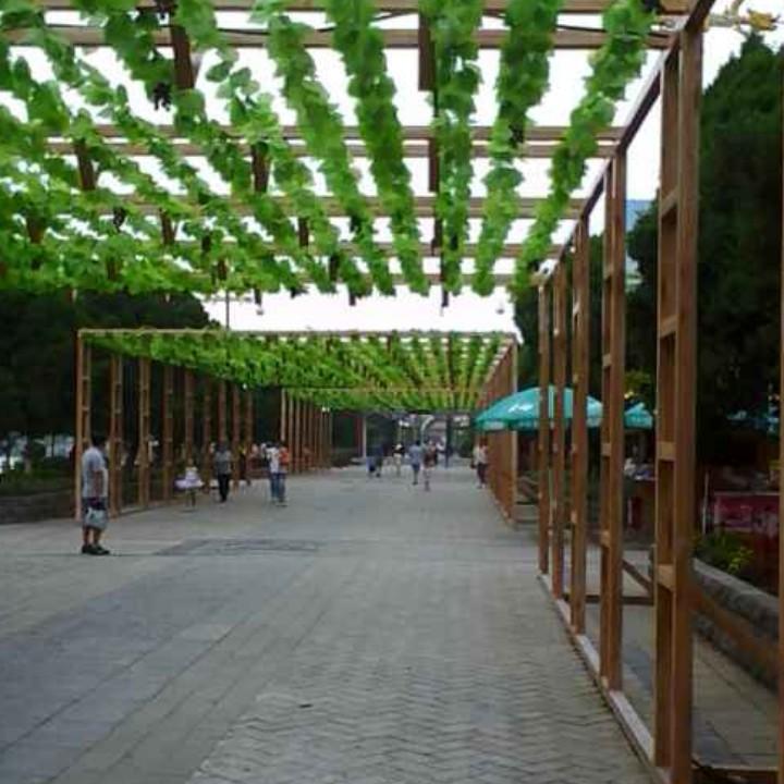 今夜过后桂花开！