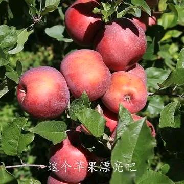 小金苹果：