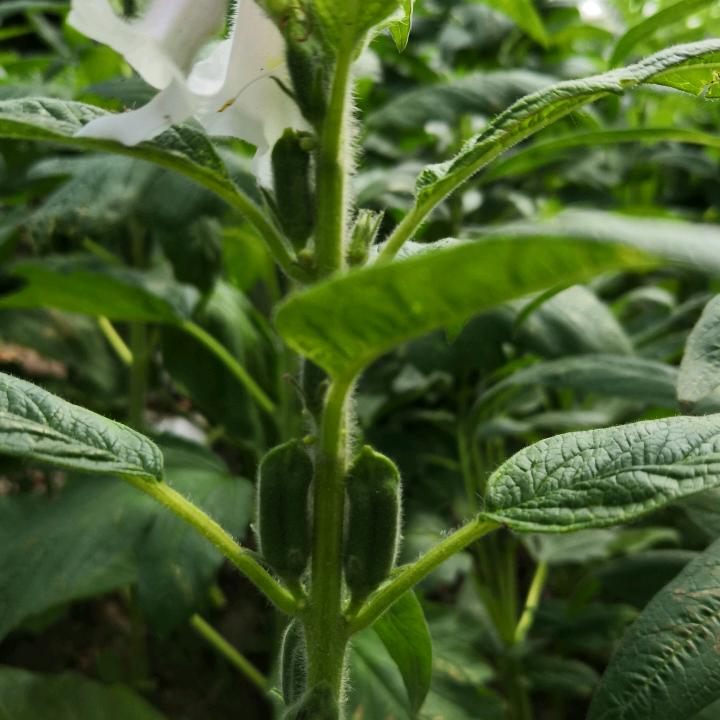 芝麻开花