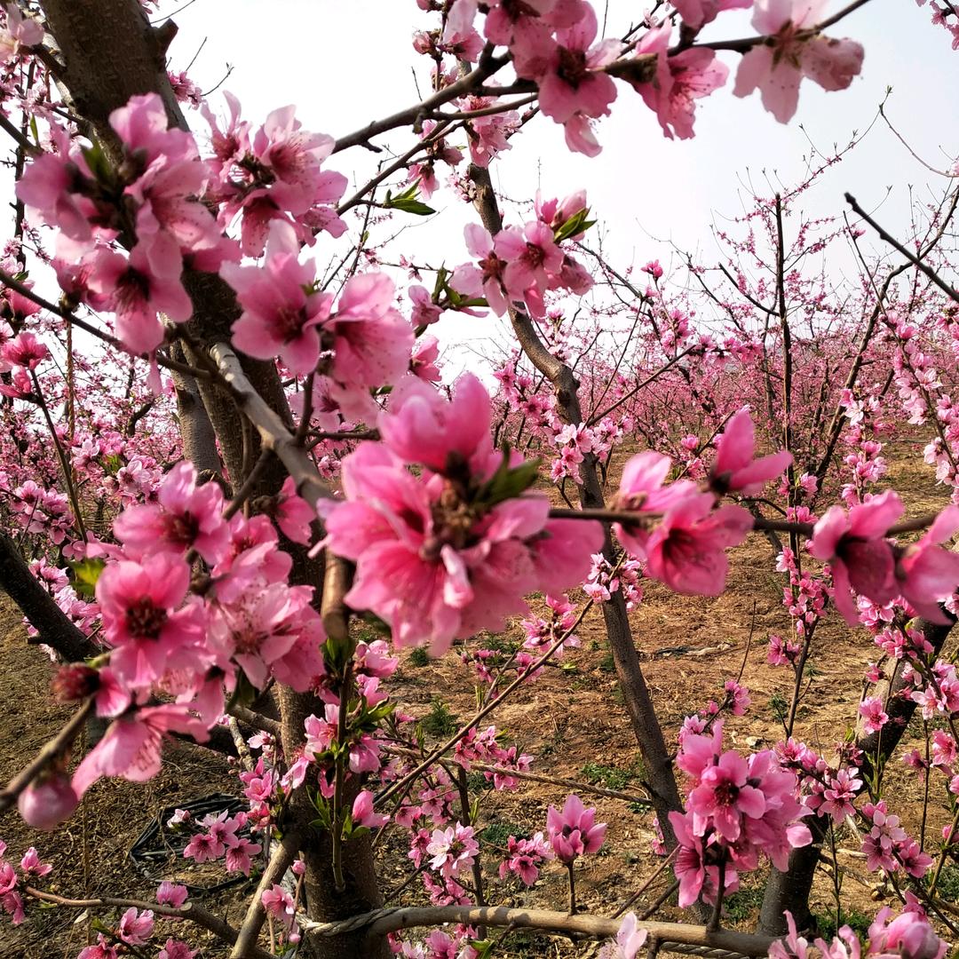 泰安小哥哥一枚