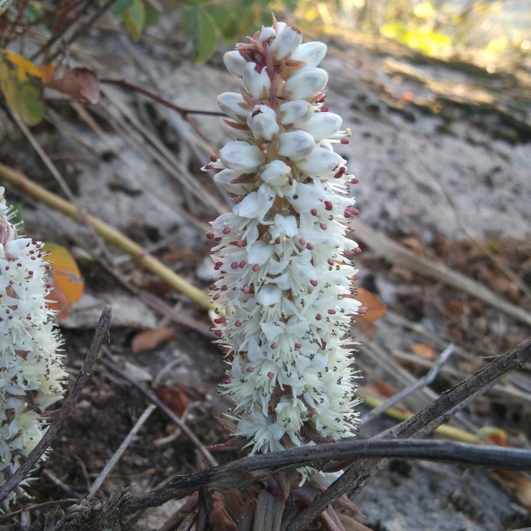 л̵ʱªʱªʱª (ᕑᗢᓫา∗)˒