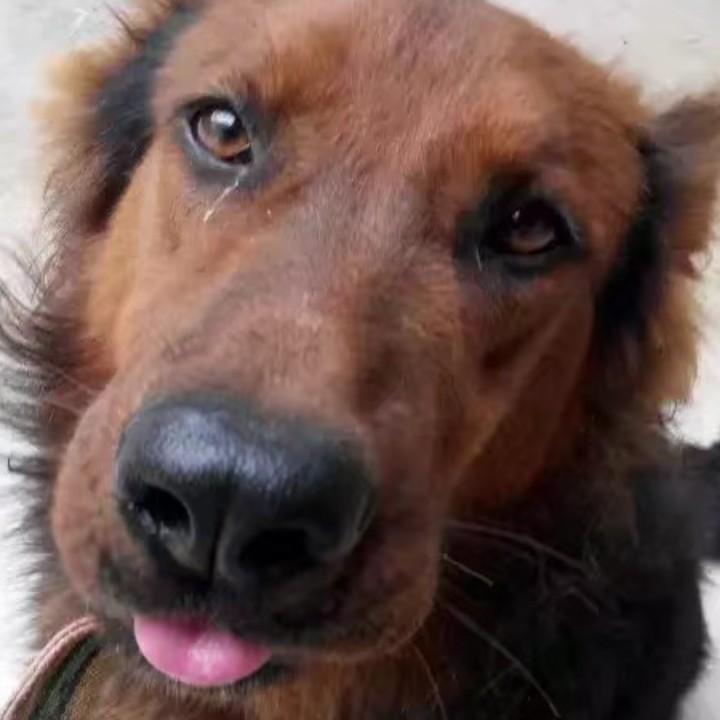 狼哥
