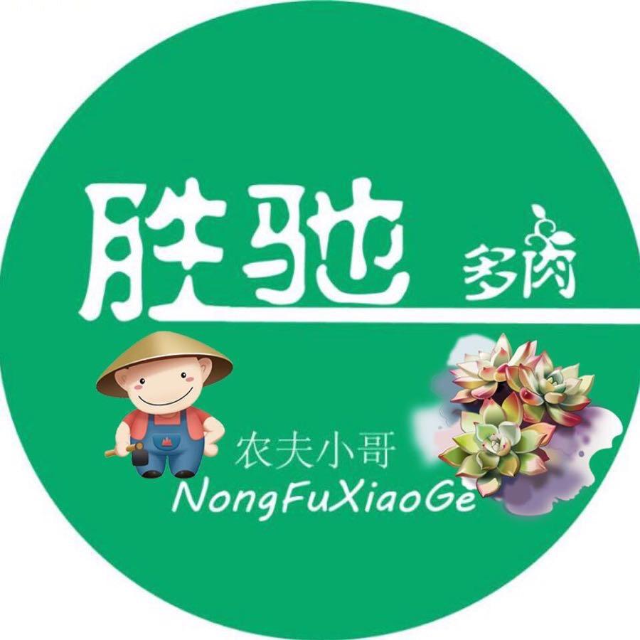 胜驰多肉植物个体店