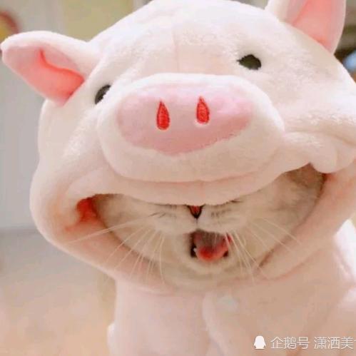 梦