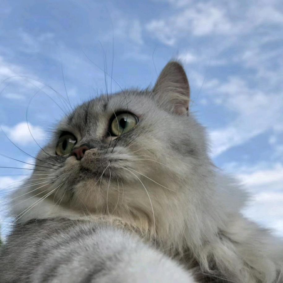 小白了来了来了啦咯啦